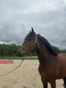 Poney NF 3 ans