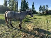 Jument Appaloosa pour balade 