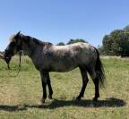 Jument Appaloosa pour balade 