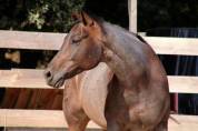 Hongre Quarter Horse 10 ans 