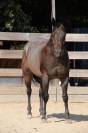 Hongre Quarter Horse 10 ans 