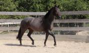 Hongre Quarter Horse 10 ans 