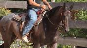 Hongre Quarter Horse 10 ans 