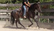 Hongre Quarter Horse 10 ans 