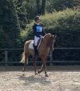 Poney de 11 ans maître d’école 