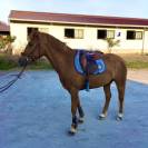 Poney de 11 ans maître d’école 