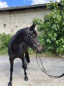 Jument dressage 5 ans à vendre