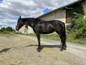 Jument dressage 5 ans à vendre