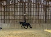 Jument dressage 5 ans à vendre