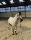 Poney de sport