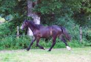 Welsh cob typé sport