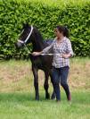 Welsh cob typé sport