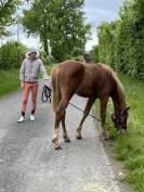 Très beau poulain par Jilbert van’t Ruytershof 