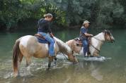 pensions chevaux , poneys, ânes