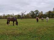 pensions chevaux , poneys, ânes