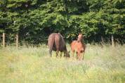 Old'Up de Sperleka (Flipper d'elle X Helios de la Cour)