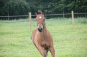 Old'Up de Sperleka (Flipper d'elle X Helios de la Cour)