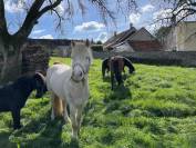 Pension de chevaux 