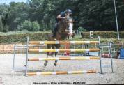 Cheval de sport 12 Ans