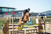 Cheval de sport 12 Ans