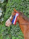 Cheval de sport 12 Ans