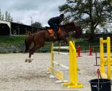 caballo 5 años de salto en venta