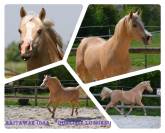 Poulain palomino CCE/ Dressage