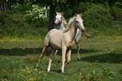 Poulain palomino CCE/ Dressage