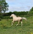 Poulain palomino CCE/ Dressage