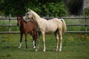 Poulain palomino CCE/ Dressage