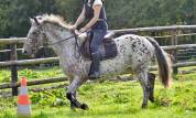 Poulain taille Poney D polyvalent & d'avenir