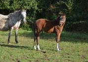 Poulain taille Poney D polyvalent & d'avenir