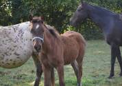 Poulain taille Poney D polyvalent & d'avenir