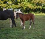 Poulain taille Poney D polyvalent & d'avenir