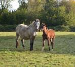 Poulain taille Poney D polyvalent & d'avenir