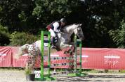 CHEVAL de sport hongre gris de 16 ans 