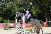 CHEVAL de sport hongre gris de 16 ans 