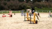 CHEVAL de sport hongre gris de 16 ans 