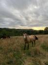 Quarter Horse Hongre Isabelle 15 ans