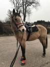 Quarter Horse Hongre Isabelle 15 ans