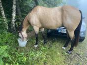 Quarter Horse Hongre Isabelle 15 ans