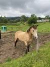 Quarter Horse Hongre Isabelle 15 ans