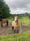 Quarter Horse Hongre Isabelle 15 ans