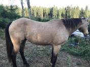 Quarter Horse Hongre Isabelle 15 ans