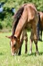 NURSERY EQUINE : Centre d'insémination numéro 1