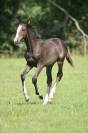 NURSERY EQUINE : Centre d'insémination numéro 1