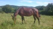 Jument 4 ans Appaloosa OC