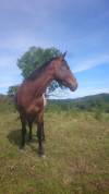 Jument 4 ans Appaloosa OC