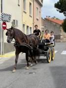 Cheval PRE monté et attelé