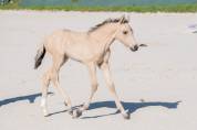 Foal welsh part-bred D